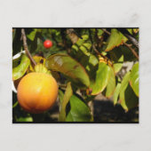 Carte Postale Fruit de kaki dans l'arbre (Devant)