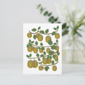 Carte Postale Fruit de kiwi (Debout devant)