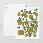 Carte Postale Fruit de kiwi (Devant / Derrière)