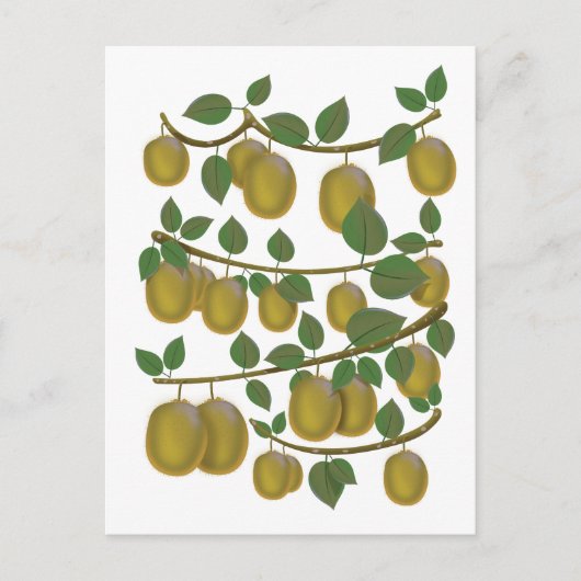 Carte Postale Fruit de kiwi (Devant)
