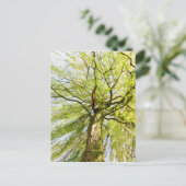 Carte Postale Fruit de saule au printemps (Debout devant)