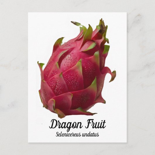 Carte Postale Fruit dragon (Devant)