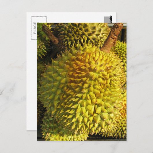 Carte Postale Fruit du durian (Devant / Derrière)