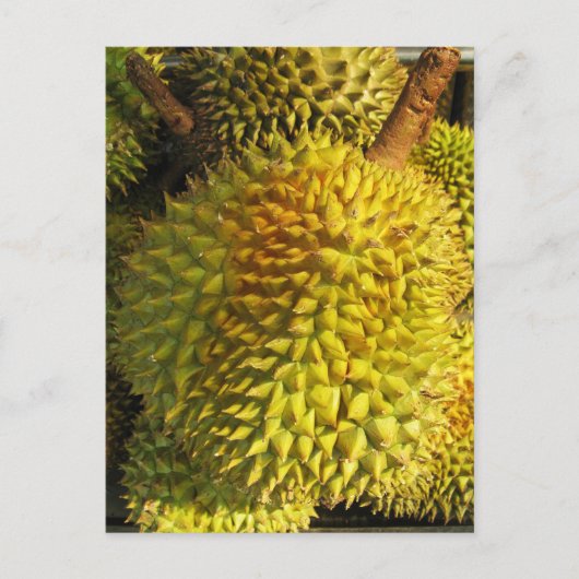 Carte Postale Fruit du durian (Devant)