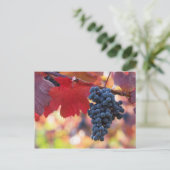 Carte postale Fruit et Aliments 72 (Debout devant)