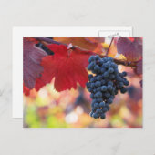 Carte postale Fruit et Aliments 72 (Devant / Derrière)