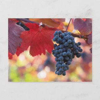 Carte postale Fruit et Aliments 72