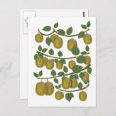 Carte Postale Fruit Kiwi (Devant / Derrière)