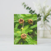 CARTE POSTALE FRUIT MODLAIRE (Debout devant)