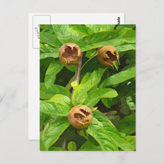 CARTE POSTALE FRUIT MODLAIRE (Devant / Derrière)