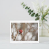 Carte postale Fruit Rose sauvage (Debout devant)