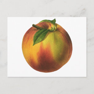 Carte Postale Fruit vintage, Pêche biologique mûre à la feuille