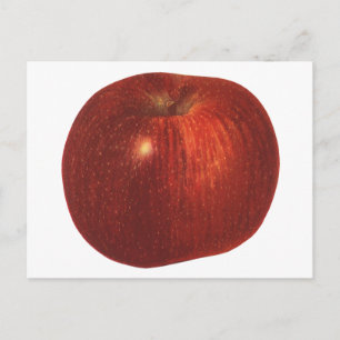 Carte Postale Fruit vintage, Pomme délicieuse Rouge bio