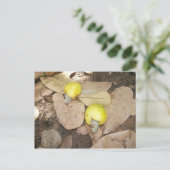 Carte Postale Fruits de cajou, Nigeria (Debout devant)