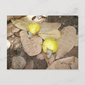 Carte Postale Fruits de cajou, Nigeria