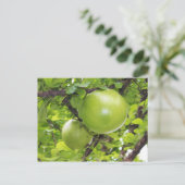 Carte Postale Fruits de Maja exotiques (Debout devant)