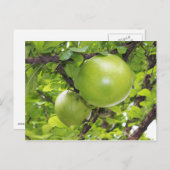 Carte Postale Fruits de Maja exotiques (Devant / Derrière)