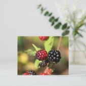 Carte Postale Fruits de mûre rouge et noir. (Debout devant)