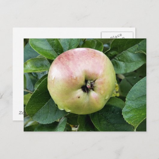 CARTE POSTALE FRUITS DE POMME (Devant / Derrière)