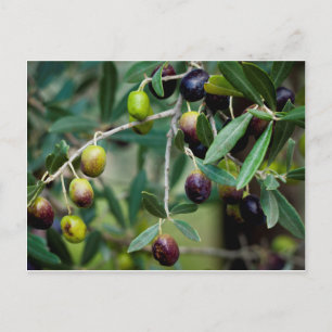 Carte Postale Fruits d'olive qui poussent sur l'arbre