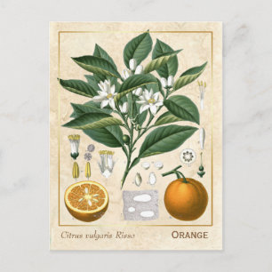 Carte Postale Fruits d'orange de plante médicinale botanique vin