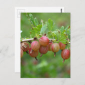 Carte Postale Fruits d'une canneberge (Devant / Derrière)