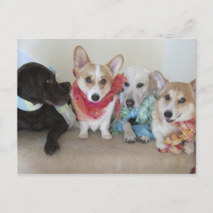 Carte Postale Fruits frais Produire des foulards sur les chiots