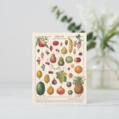 Carte Postale Fruits illustratifs (Debout devant)