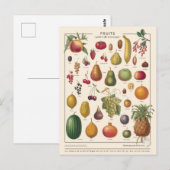 Carte Postale Fruits illustratifs (Devant / Derrière)