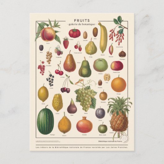 Carte Postale Fruits illustratifs (Devant)