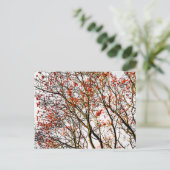 Carte Postale Fruits rouges ou fraises (Debout devant)