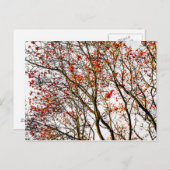 Carte Postale Fruits rouges ou fraises (Devant / Derrière)