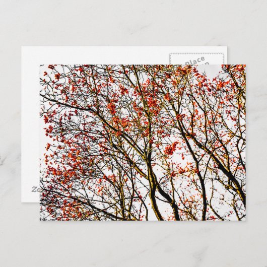 Carte Postale Fruits rouges ou fraises (Devant / Derrière)