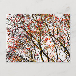 Carte Postale Fruits rouges ou fraises