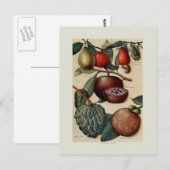 Carte Postale Fruits tropicaux (Devant / Derrière)