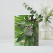 Carte Postale Fruits verts d'un amandier (Debout devant)