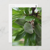 Carte Postale Fruits verts d'un amandier (Devant / Derrière)