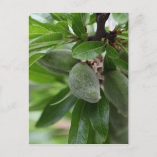 Carte Postale Fruits verts d'un amandier