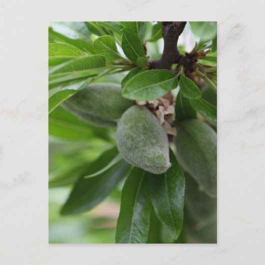 Carte Postale Fruits verts d'un amandier (Devant)