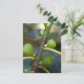 Carte Postale Fruits verts d'un figuier commun (Debout devant)