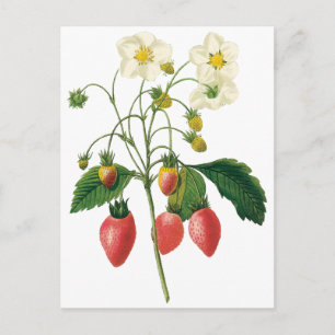 Carte Postale Fruits vintages Fraises de fraises alimentaires pa