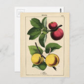 Carte Postale Fruits vintages Impression botanique (Devant / Derrière)