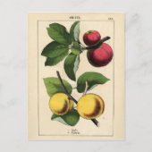 Carte Postale Fruits vintages Impression botanique (Devant)