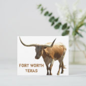 Carte Postale Ft Worth Longhorn (Debout devant)