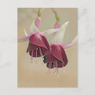 Carte postale Fuchsia