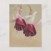 Carte postale Fuchsia (Devant)