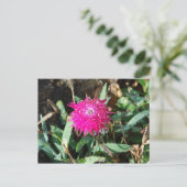 Carte postale Fuchsia (Debout devant)