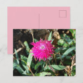 Carte postale Fuchsia (Devant / Derrière)