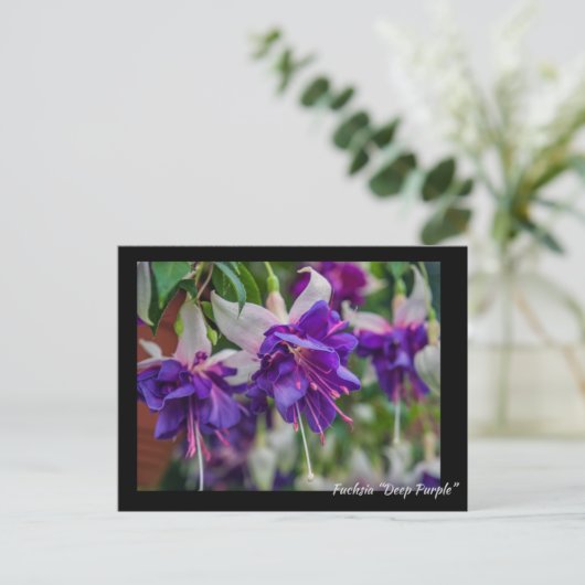 Carte Postale Fuchsia "Deep Purple" (Debout devant)