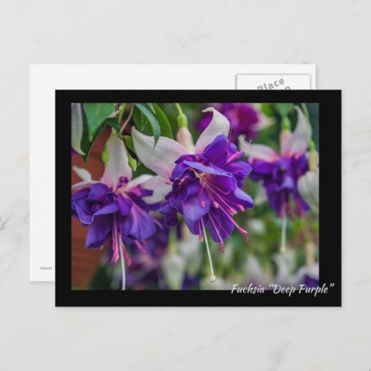 Carte Postale Fuchsia "Deep Purple" (Devant / Derrière)